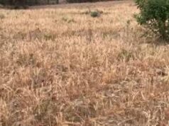 Siccità, domani trattori Coldiretti protestano in Sardegna: “Non c’è tempo da perdere”