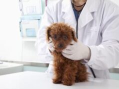Spese veterinarie 2023, detrazione su modello 730: ecco il vademecum