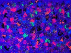 Tele ‘dipinte’ da un pallone, le opere di Marco Adamo a Viareggio