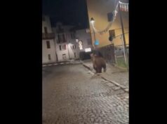 Trento, l’orso si aggira per Malè dopo la festa della scuola – Video
