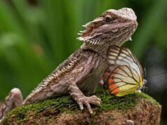 Usa, 15 casi salmonella in nove Stati: “Contagio da draghi barbuti”