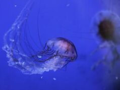 Vermocane, ricci, tracine e meduse, un corso su pericoli e rimedi