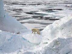 Virus giganti trovati per la prima volta nei ghiacci dell’Artico