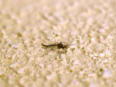 Zanzara giapponese in Italia, l’esperto: “Diffusa al Nord, se punge grossi pomfi”