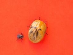 Zecche in aumento in boschi e parchi naturali, guida a escursioni sicure