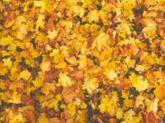 Dalle foglie cadute alla carta sostenibile, la ricetta di Releaf Paper