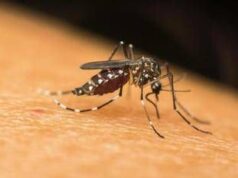 Dengue, Chikungunya, West Nile: le differenze tra infezioni ‘da zanzara’