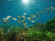 Un virus marino può infettare l’occhio dell’uomo, in uno studio la scoperta sul possibile salto di specie