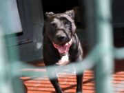 Pitbull aggredisce il padrone, la moglie uccide il cane e lo salva