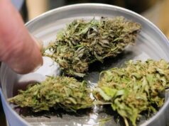 Manovra, cannabis light torna legale ma con ‘super imposta’ del 40%