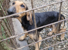 Scoperto un Inferno di Abbandono e Degrado: Maxisequestro OIPA ad Alessandria – VIDEO ANIMALI MALTRATTATI
