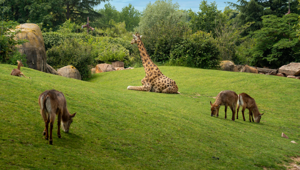 Bioparco ZOOM Torino Parco Natura Viva OPENATURE