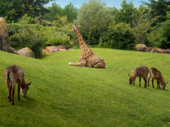 Zoom Torino acquisisce Parco Natura Viva: nasce Openature Bioparco ZOOM Torino Parco Natura Viva OPENATURE
