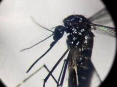 West Nile, Pregliasco: “Casi reali? Fino a 150 in più. Picco verso metà agosto”