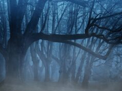 Escursionista torinese trovato morto in valle Maira foresta