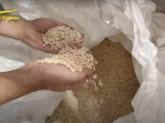 Falso Made in Italy: sequestrate oltre 270 tonnellate di sementi false