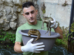 Gli anfibi in pericolo a causa delle infrastrutture – VIDEO Sebastian Colnag rospi