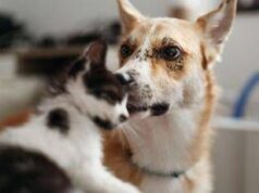 Carcere e multe per chi maltratta gli animali, da oggi in vigore legge Brambilla