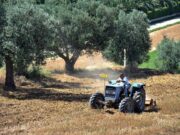 Agricoltura: aperta misura ‘Generazione Terra’ di Ismea, 120 milioni a giovani per acquisto terreni