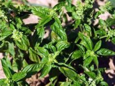 Bucci: “Ho piantato il basilico in Minnesota, sa di menta”