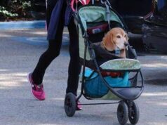 Cani nuovi bambini? Ricerca svela cosa lega il boom dei pet alle culle vuote