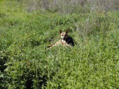 Trapani, donna muore azzannata al volto dal suo cane a Petrosino