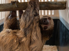 Bradipi in viaggio: il trasferimento più curioso dell’anno bradipo zoom torino