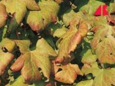 Agricoltura, Ismea: nel 2024 valori assicurati per 9,6 mld, comparto vitivinicolo al top