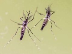 Allarme febbre gialla nelle Americhe, in tre mesi casi già raddoppiati rispetto a tutto il 2024