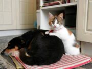 Botti e fuochi d’artificio, come proteggere cani e gatti da stress e rischi