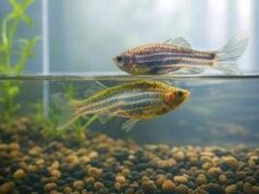 Lo sbadiglio esiste anche per i pesci ed è contagioso