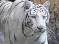 Tragedia allo zoo in Ucraina, tigre bianca sbrana e uccide un uomo