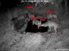 WADAS, l’AI protegge la fauna selvatica: il progetto sperimentale nel Parco Nazionale d’Abruzzo