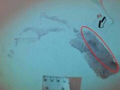 Caso Garlasco, procura mette la parola fine su impronta 33: non c’è sangue