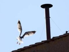 Conclave, l’ornitologo: “Il gabbiano sul comignolo è a casa sua e non teme la folla”