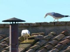 Fumata bianca e nuovo Papa, i gabbiani ‘portafortuna’