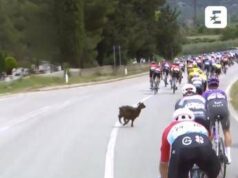 Giro d’Italia, una capra taglia la strada al gruppo – Video