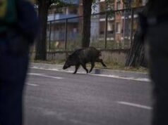 Isola d’Elba, cinghiale attraversa la strada all’improvviso: motociclista muore nello scontro