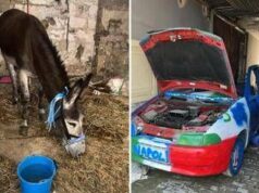 Napoli-Cagliari, l”asino azzurro’ e l’auto tricolore: i sequestri verso lo scudetto