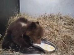 Orsetta marsicana salvata nel Parco nazionale comincia a mangiare da sola – Video