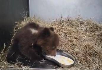 Orsetta marsicana salvata nel Parco nazionale comincia a mangiare da sola – Video