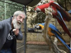 Palermo, rubati due pappagalli dal rifugio dei gatti
