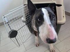 Reati contro gli animali, ecco la nuova legge in 15 articoli