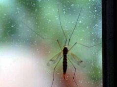 Da Dengue a West Nile incombe minaccia zanzare, appello igienisti ai Comuni