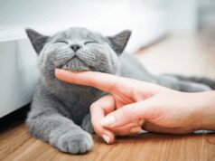 Farmaci, da Gemmato ok a uso veterinario anti Covid che salva i gatti