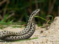 Morso di vipera, cosa fare? “Calma primo antidoto per non diffondere il veleno”