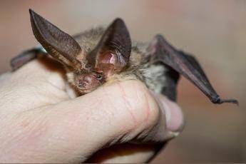 Pipistrello africano tra i vicoli di Lampedusa, scoperta nuova specie in Europa