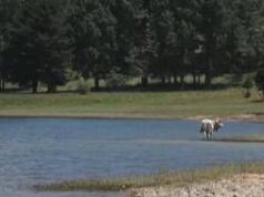 Turismo: filiere dop e natura, al via ventesima edizione ‘Fattorie aperte in Sila’