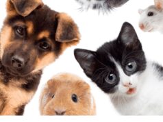 Animali, Delivero: cresce di oltre il 1300% domanda di pet food e prodotti correlati