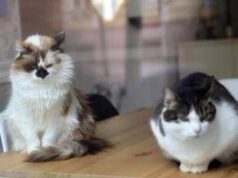 Aviaria, gatti salvati con antivirale e mix cure: studio su 4 contagi in California